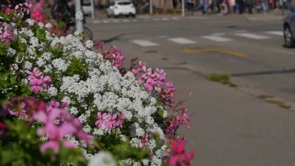 City landscape. Street flower bed against the background of urban traffic of cars, pedestrians, cyclists cross the zebra — Stock Video