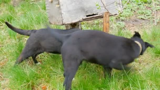 Schöne zwei schwarz gewachsene Hundewelpen zum Spielen und Herumalbern auf grünem Gras — Stockvideo