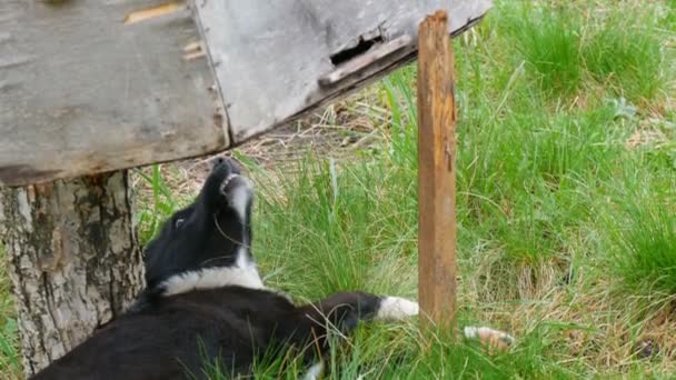 Hermoso perro cachorro adulto de pelo negro come hierba verde fresca en el césped — Vídeo de stock