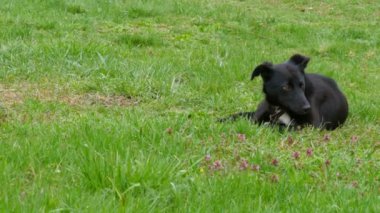 Güzel siyah renkli yetişkin köpek yavrusu çimlerin üzerinde