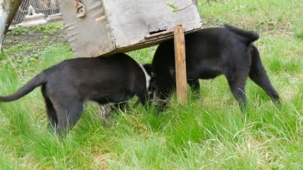 Piękne dwa czarne dorosłe szczeniaki do zabawy i zabawiania się ze sobą na zielonej trawie — Wideo stockowe