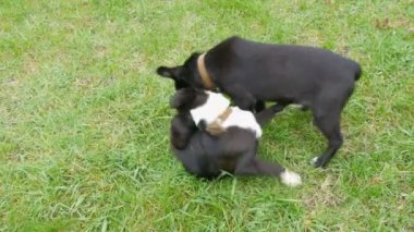İki güzel siyah köpek yavrusu yeşil çimlerin üzerinde oynaşıp oynaşıyorlar.