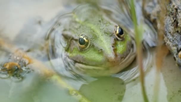 Het plakkende hoofd en de ogen van groene kikker die in het water zit — Stockvideo