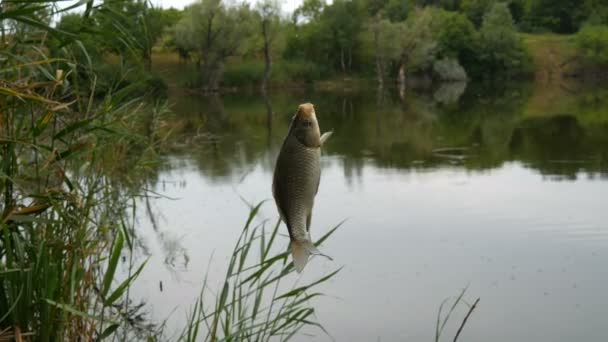 Pesce crociano appena pescato o Carassius che pende sulla canna da pesca, su un gancio — Video Stock