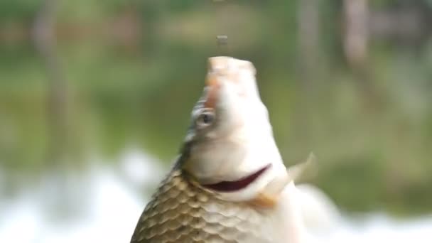 Close up view on crucian carp or Carassius hanging on fishing rod on a background of water — Stock Video