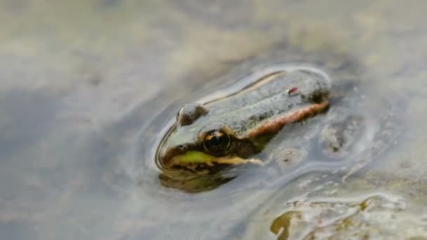 Trčící hlava a oči zelené žáby, která sedí ve vodě — Stock video