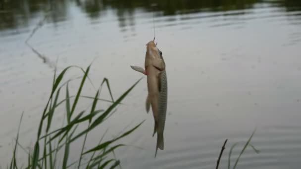 Pêche un jour de pluie, carpe crucienne ou Carassius accroché à la canne à pêche sur un fond d'eau — Video