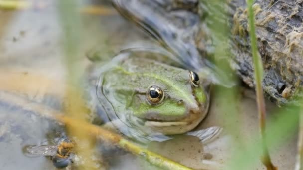 Śmieszna zielona żaba w wodzie w letni dzień — Wideo stockowe