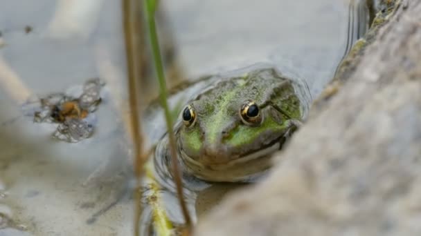 Grappige groene kikker in het water op zomerdag — Stockvideo