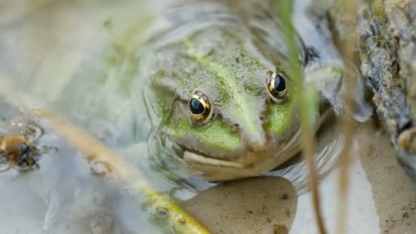 Το κεφάλι και τα μάτια του πράσινου βατράχου που κάθεται στο νερό — Αρχείο Βίντεο