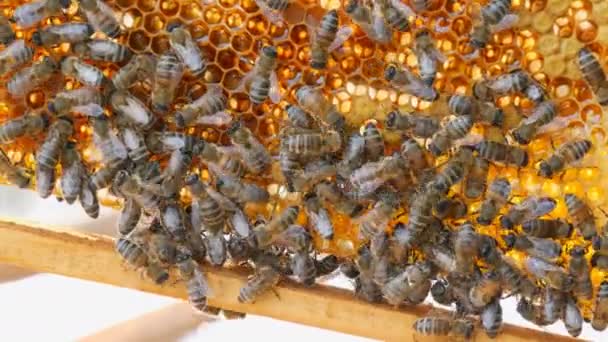 Muchas abejas trabajan y producen cera y construyen panales con ella. Convertir néctar en miel y cubrirlo en panales de miel de cerca — Vídeos de Stock