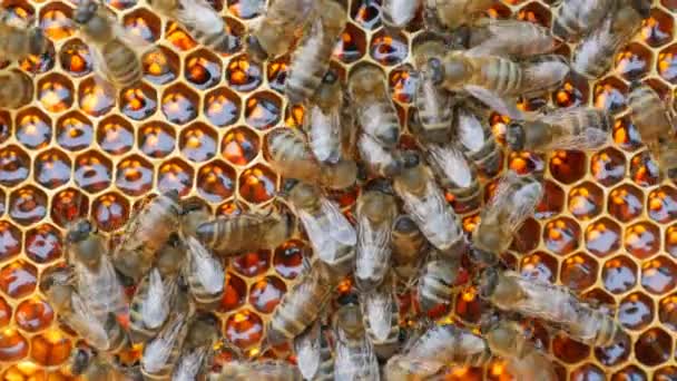 Many bees of Ukrainian steppe breed in the apiary. Macro close up view of bee honeycomb full of fresh honey, honey on which bees crawl and work — Stock Video