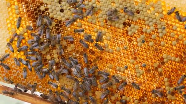 Colmena. Las abejas en panales llevan miel y néctar. — Vídeos de Stock