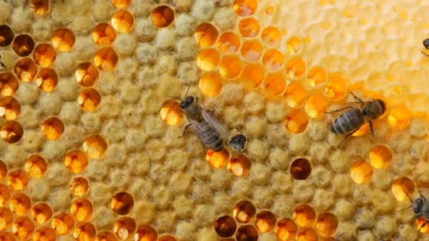 Las abejas recién nacidas roen su lugar en el peine. Otras abejas caminan cerca de cerca vista — Vídeos de Stock