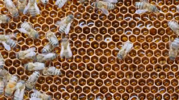 Makró közelkép a méhsejt friss mézzel teli méhsejt, méz, amelyen a méhek másznak és dolgoznak — Stock videók