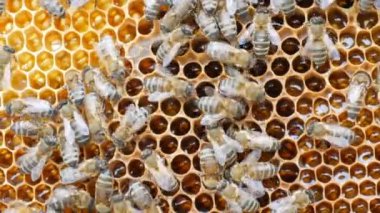 Balmumu ballı bal peteği yaz aylarında küçük arıların süründüğü ve çalıştığı