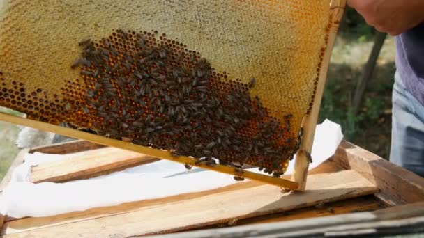 Colmena de abejas en el trabajo. Las abejas en panales llevan miel y néctar. — Vídeos de Stock