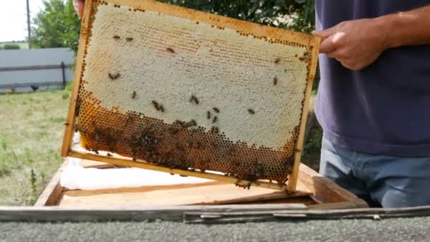 A hím méhész mézzel teli keretet tart a kezében, amelyen a méhek másznak, dolgoznak, nektárból és virágporból készítenek mézet.. — Stock videók