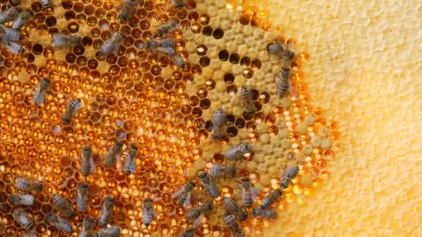 Muchas abejas trabajan y producen cera y construyen panales con ella. Convertir néctar en miel y cubrirlo en panales de miel de cerca — Vídeo de stock