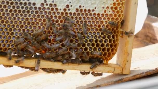 Colmena. Las abejas en panales llevan miel y néctar. — Vídeos de Stock