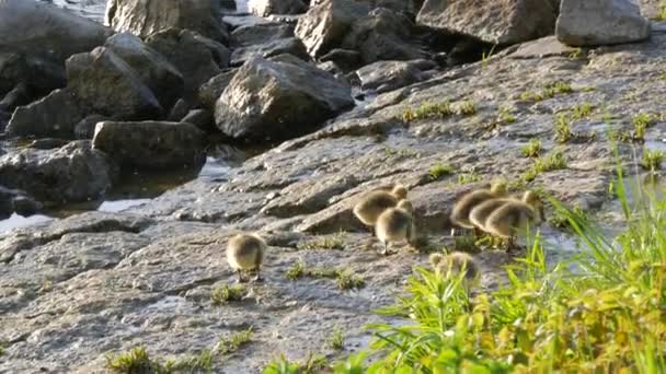 Little yellow goslings go to bed and cluster on the rocky shore — Stock Video