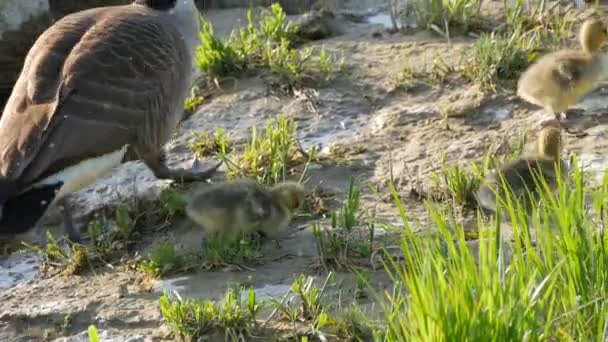 Kanadalı kazlar ve yavru ördekleri nehrin kayalık setinde yürüyüp otluyorlar. — Stok video