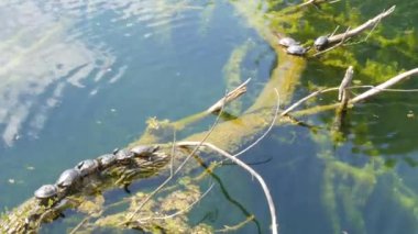 Garip bir kaplumbağa sürüsü doğada bir gölün ortasında bir kütüğün üzerinde yatıyor. Güneşte dinlenen bir grup kaplumbağa.