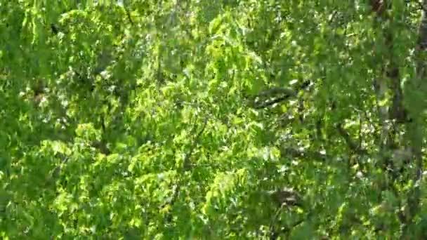 Un fuerte viento de verano o primavera mueve el follaje verde en una rama de árbol — Vídeos de Stock