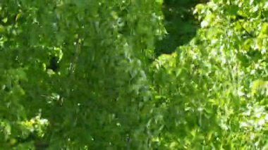 Güçlü bir yaz ya da bahar rüzgarı ağaç dalında yeşil yaprakları hareket ettirir.