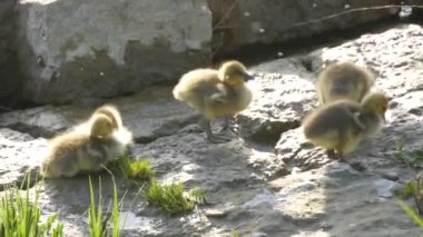 Küçük sarı ördek sürüsü kayalık sahilde bir araya toplandı.