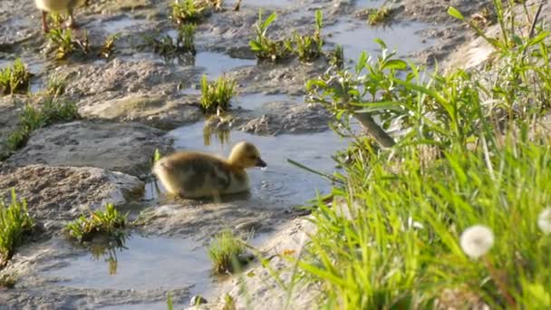 ライン堤防の岩の上の水たまりから水を飲む小さな黄色のゴスリング — ストック動画
