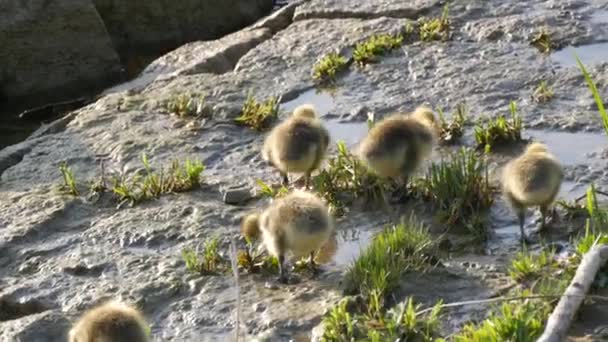 Mały żółty goslings iść do łóżka i gromady na skalistym brzegu — Wideo stockowe