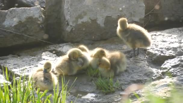 Un troupeau de petits canetons jaunes blottis ensemble drôle sur le rivage rocheux — Video