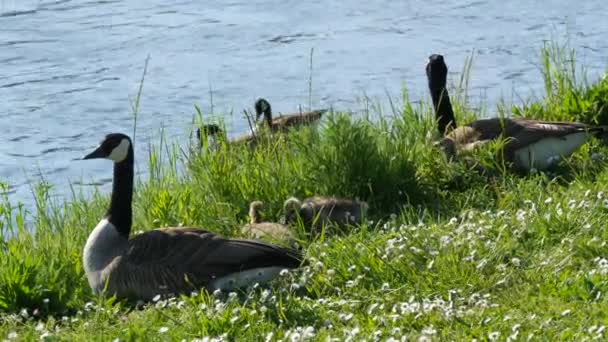 Little goslings go to sleep and move funny and cuddle together in the green grass. Canada geese — Stock Video
