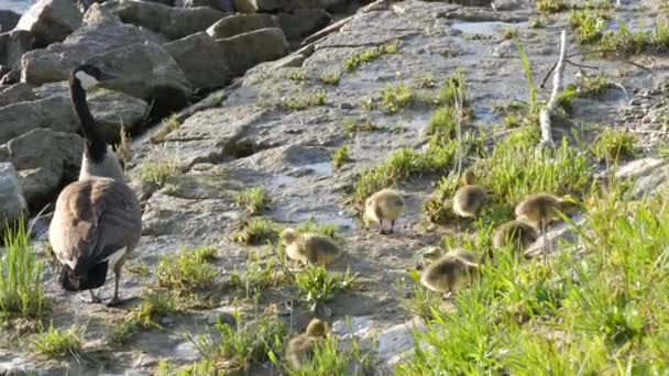 Küçük sarı ördekler yatağa gider ve kayalık sahilde kümelenirler — Stok video
