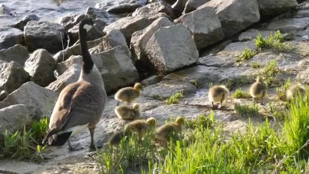 Canadese ganzen en hun jonge eendjes lopen en grazen op de rotsachtige oever van de rivier — Stockvideo