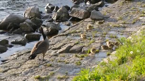 Küçük sarı ördekler yatağa gider ve kayalık sahilde kümelenirler — Stok video