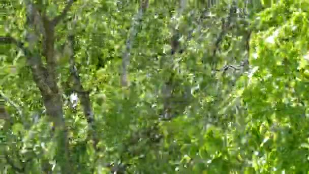Un fuerte viento de verano o primavera mueve el follaje verde en una rama de árbol — Vídeos de Stock