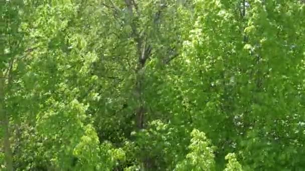 強い夏や春の風が木の枝に緑の葉を動かす — ストック動画