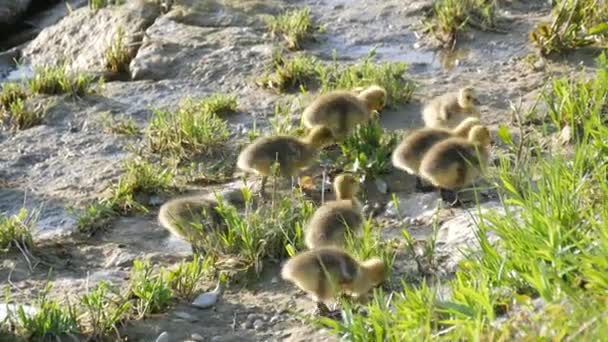 Pequenos gansos amarelos vão para a cama e se agrupam na costa rochosa — Vídeo de Stock