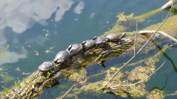 Une rangée drôle de tortues se trouvent dans une rangée sur une bûche au milieu d'un lac dans la nature. Un groupe de tortues se reposant au soleil — Video