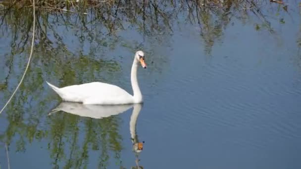 Un hermoso cisne blanco nada en un río natural, se sumerge bajo el agua y busca comida — Vídeos de Stock