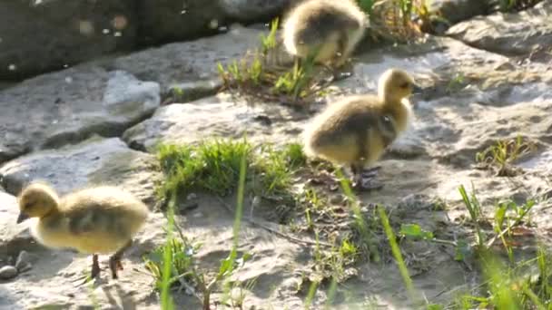 Malé žluté husičky jdou do postele a shluknou se na skalnatém břehu — Stock video