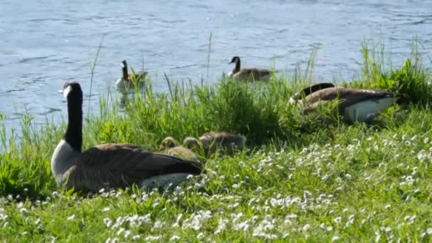 Yavrular uyur, tuhaf hareket eder ve yeşil çimenlerde birbirlerine sarılırlar. Kanada kazları — Stok video