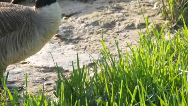 Belle oie canadienne picore herbe et pâturages dans la nature en plein air — Video