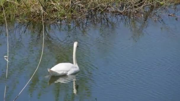 Krásná bílá labuť plave na přírodní řece, potápí se pod vodou a hledá potravu — Stock video