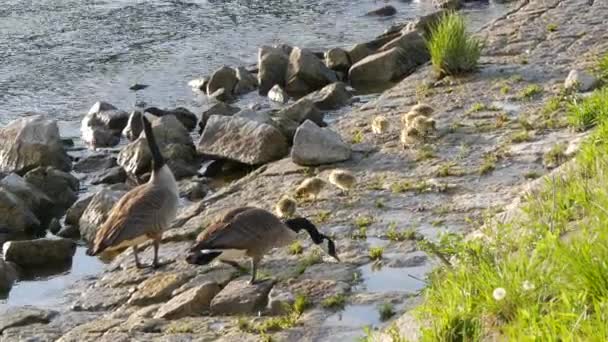 Canadese ganzen en hun jonge eendjes lopen en grazen op de rotsachtige oever van de rivier — Stockvideo