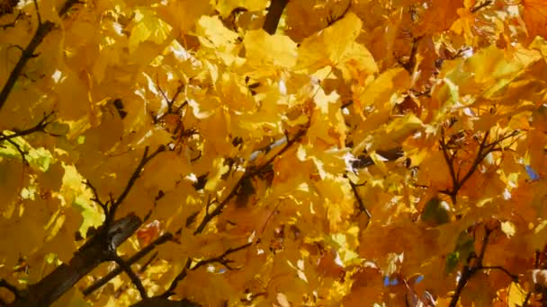Όμορφο κίτρινο και πορτοκαλί φθινοπωρινό φύλλωμα σε ένα δέντρο ενάντια σε ένα μπλε καθαρό ουρανό. Φυσική σκηνή — Αρχείο Βίντεο