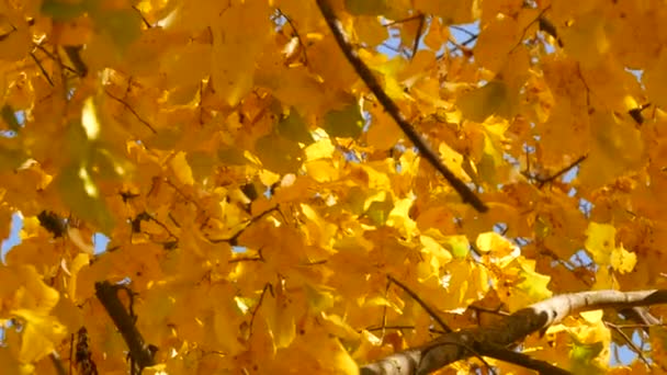 Piękny żółty i pomarańczowy jesienny liść na drzewo przeciw błękitny czysty niebo. Scena naturalna — Wideo stockowe