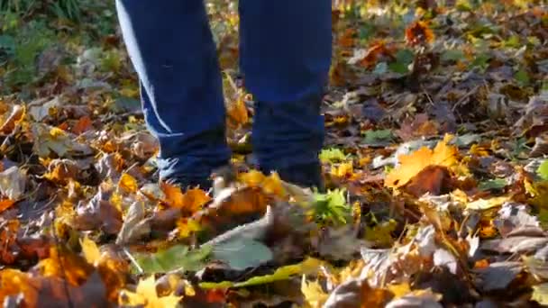 Manliga fötter i svarta sneakers och blå jeans går genom skogen och prasslar lövverket under fötterna. Går mot kameran — Stockvideo
